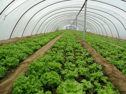 烟台海岸带所在作物吸收微塑料通道与机制研究中取得重要进展