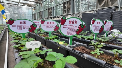 十二师农业科学研究所 以科技创新推动农业高质量发展