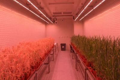 创新驱动，沃野生金 农业科研赋能中部地区高质量发展