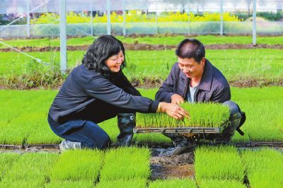 中原粮满仓 河南小麦高质量发展提速，科技研发引领关键五招