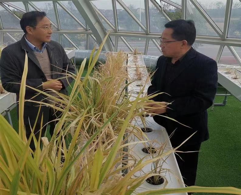 科技创新引领未来 湖北谷神科技园打造种业科研高地