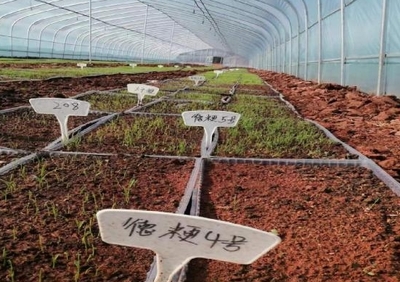 躬耕“试验田” 拓展“粮丰路” 农业科研与试验发展的实践探索