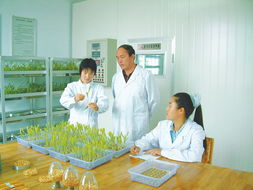 酒泉市 以科技为翼，发展现代农业，绘就产业富民新画卷