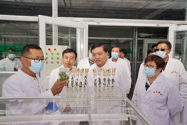 省科技厅厅长唐波赴希森马铃薯集团内蒙古基地调研 强调农业科研创新与试验发展